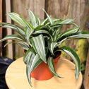 Shiny green and white striped foliage of Dracaena Jade Jewel house plant