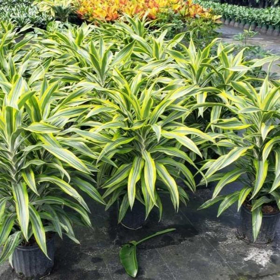 rows of beautiful Lemon Lime Dracaena