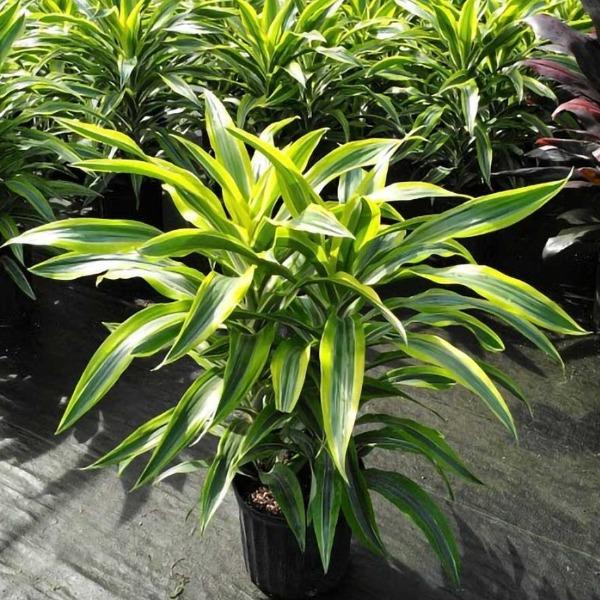 American Plant Exchange Lemon Lime Dracaena Live Plant in 10" Pot, Easy Care, Air Purifying