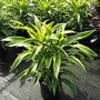green and yellow long leaves on Lemon Lime Dracaena