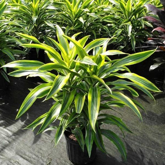 green and yellow long leaves on Lemon Lime Dracaena