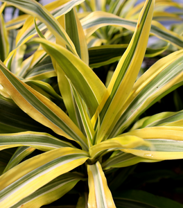 Dracaena Lemon Lime