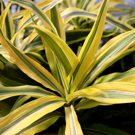 dracaena lime American Plant Exchange Lemon Lime Dracaena Live Plant in 10" Pot, Easy Care, Air Purifying