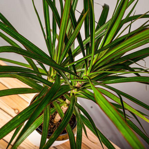 Buy Dracaena Marginata Plants Online | Garden Goods Direct
