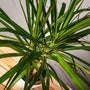 top heavy foliage of potted Dracaena Marginata