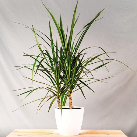 dracaena marginata gatos Buy Dracaena Marginata Plants Online