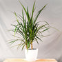 potted Dragon Tree house plant showing upright growth and sword-like leaves