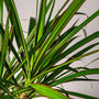 close detail of Dracena Marginata's blade-like leaves