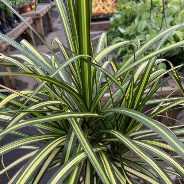 dracaena varieties nz Buy Dracaena Marginata Kiwi Plants Online