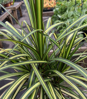 Dracaena Marginata Kiwi