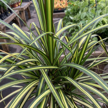 dracaena marginata hardiness zone Dracaena Marginata Kiwi