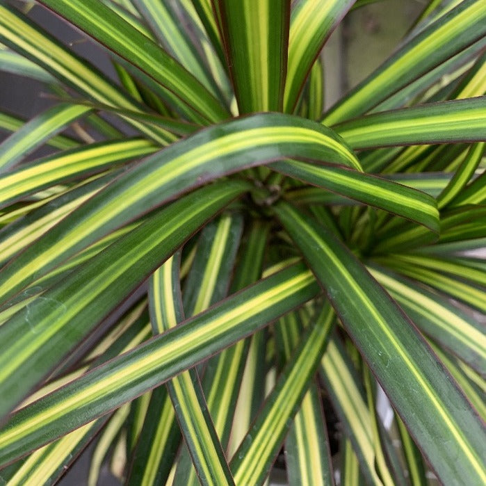 dracaena marginata kiwi care Buy Dracaena Marginata Kiwi Plants Online