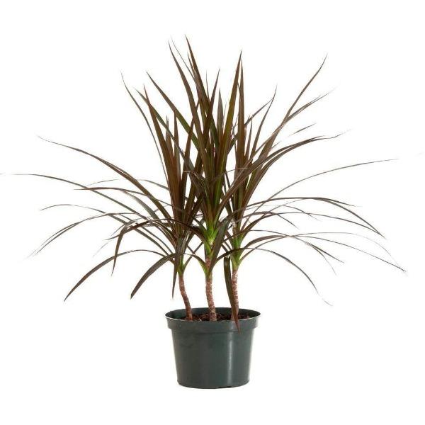 dracaena magenta plant Buy Dracaena Marginata Magenta Plants Online