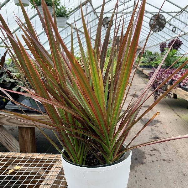 dracaena marginata grande Buy Dracaena Marginata Magenta Plants Online