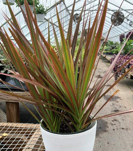 Dracaena Marginata Magenta