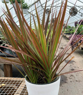 Dracaena Marginata Magenta