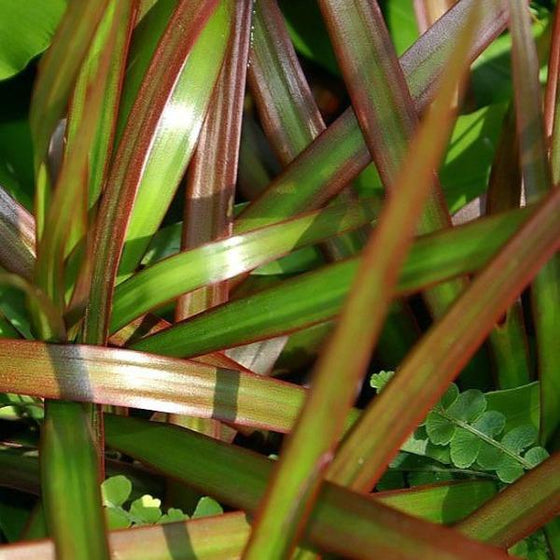dracaena marginata pink spider plant Buy Dracaena Marginata Magenta Plants Online