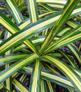 Dracaena Marginata Ray of Sunshine
