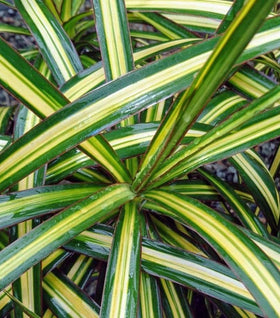 Dracaena Marginata Ray of Sunshine