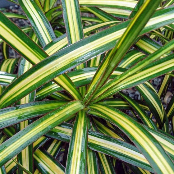 Close-up of the sunny yellow leaves of Dracaena Ray of Sunshine