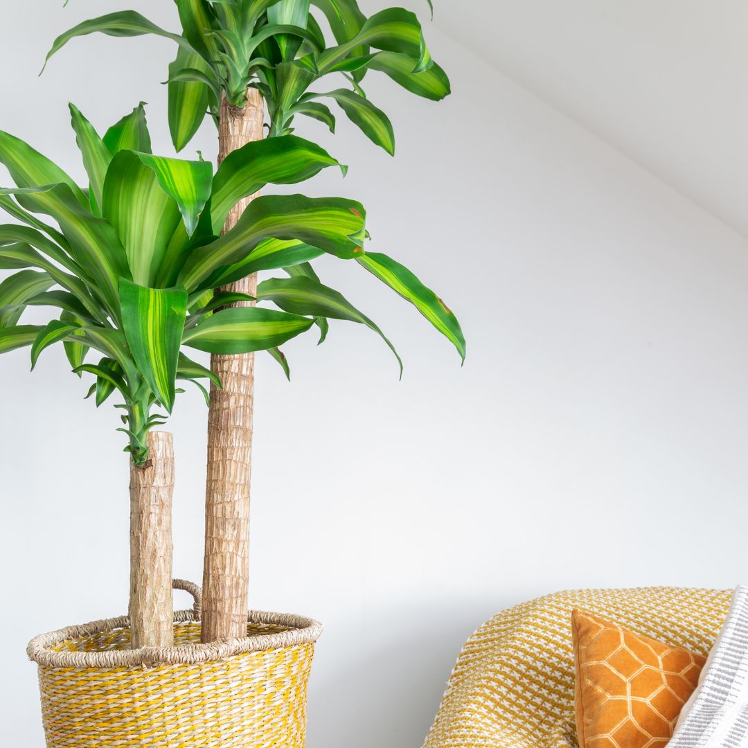 Dracaena Mass Cane 10 Inch Pot