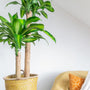 dracaena mass cane plant