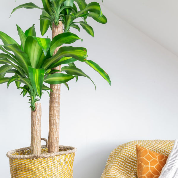 indoor dracena plant Buy Dracaena Mass Cane Plants Online