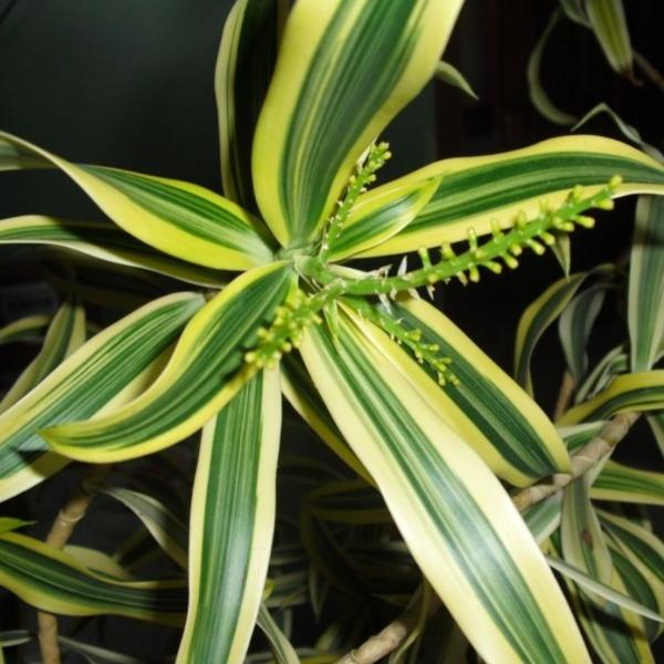 Dracaena Song of India Plants for Sale