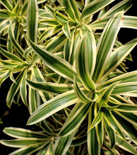 Dracaena Song of India
