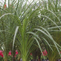 Dracaena Spike plant with green sword-like foliage