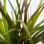 close up of Dracaena Spike with water droplets on green and red foliage