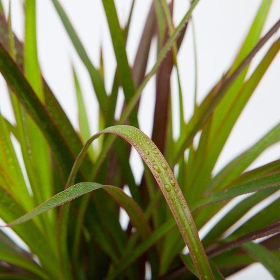 close up of Dracaena Spike with water droplets on green and red foliage