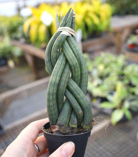 Dragon Fingers Snake Plant