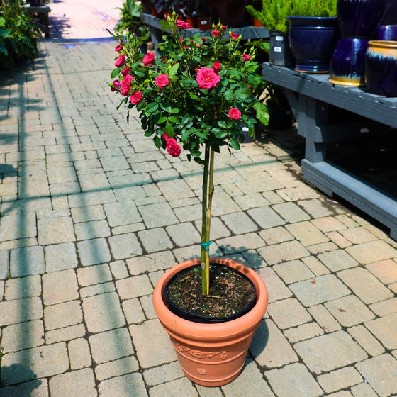dragon fruit sunblaze rose tree full of deep pink blooms