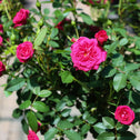 close up view of flowers on vibrant deep pink flowering sunblaze rose tree