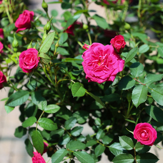close up view of flowers on vibrant deep pink flowering sunblaze rose tree