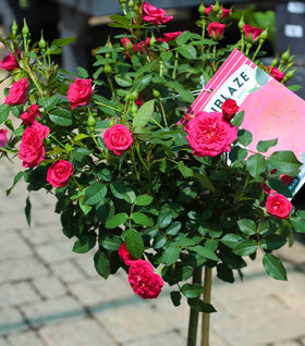 Dragon Fruit Sunblaze® Miniature Rose – Tree Form