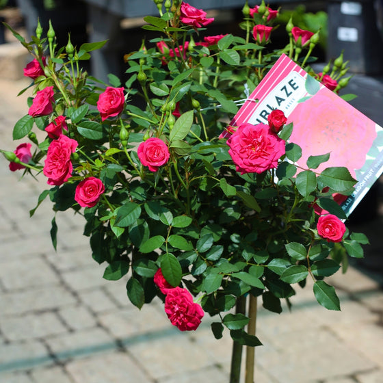 vibrant deep pink flowering sunblaze rose tree