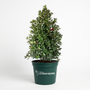 A potted holly tree with glossy green leaves and small red berries, in a dark green plastic pot with the 'Hedgehog Garden Goods' logo, on a white studio background.