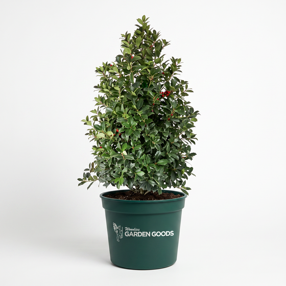 A potted holly tree with glossy green leaves and small red berries, in a dark green plastic pot with the 'Hedgehog Garden Goods' logo, on a white studio background.