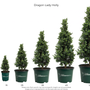 A height comparison chart for Dragon Lady Holly plants in different pot sizes, showing the tree's growth from 1ft to 5-6ft. The image features five potted green holly trees of increasing size on a white background with a vertical height scale on the left.