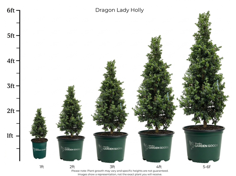 A height comparison chart for Dragon Lady Holly plants in different pot sizes, showing the tree's growth from 1ft to 5-6ft. The image features five potted green holly trees of increasing size on a white background with a vertical height scale on the left.