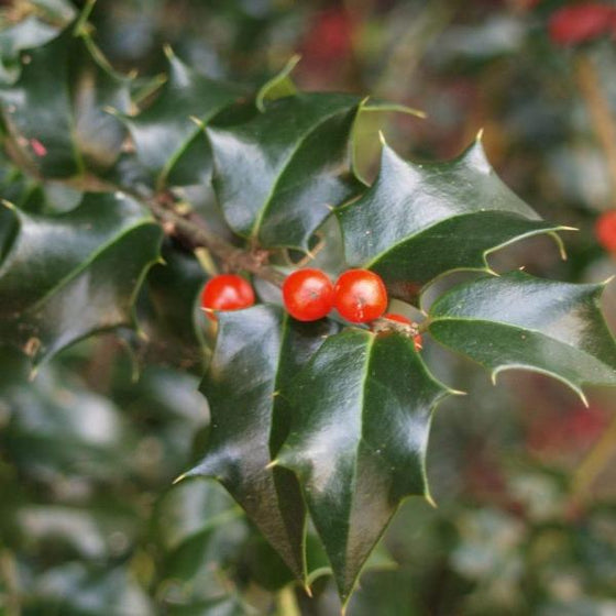 Close up view of Deep Green Foliage and Red Berries  on Dragon lady holly
