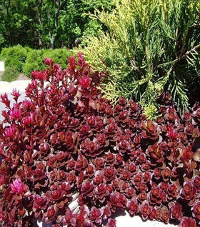Dragon's Blood Sedum