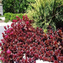 Dragons Blood Sedum dark red color 