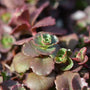 Dragons blood sedum changing to a dark red color