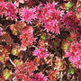 Close-up of a dragons blood sedum red flower cluster