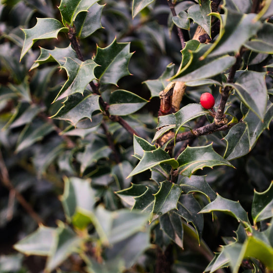 close up shot of red berry and pointy foliage on dragon lady holly