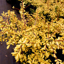 vibrant gold foliage on drops of gold holly