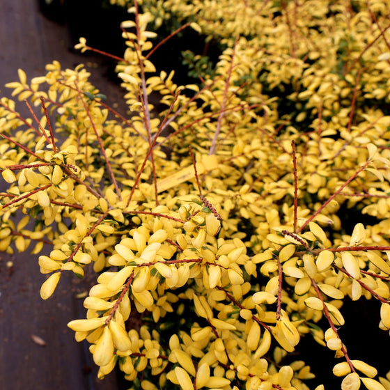 vibrant gold foliage on drops of gold holly